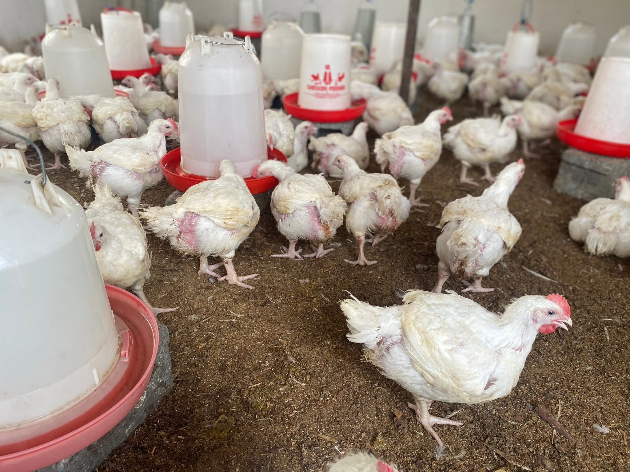 Chickens on the Kaptai Farms poultry house