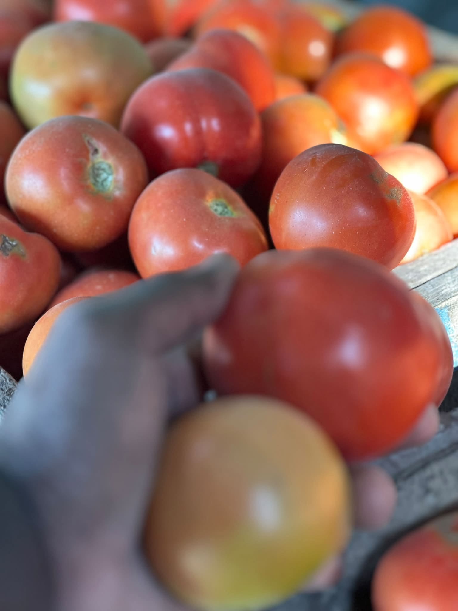Fresh tomatoes from Kaptai Farms