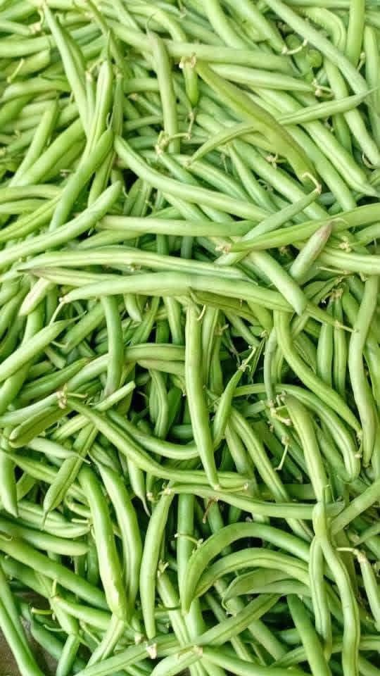 Green beans at Kaptai Farms