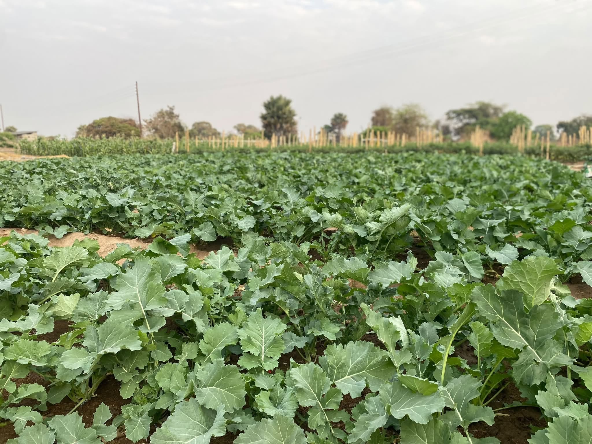 Kale or rape garden at Kaptai Farms