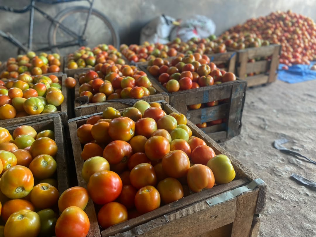 Harvested tomatoes sorted into crates at Kaptai Farms